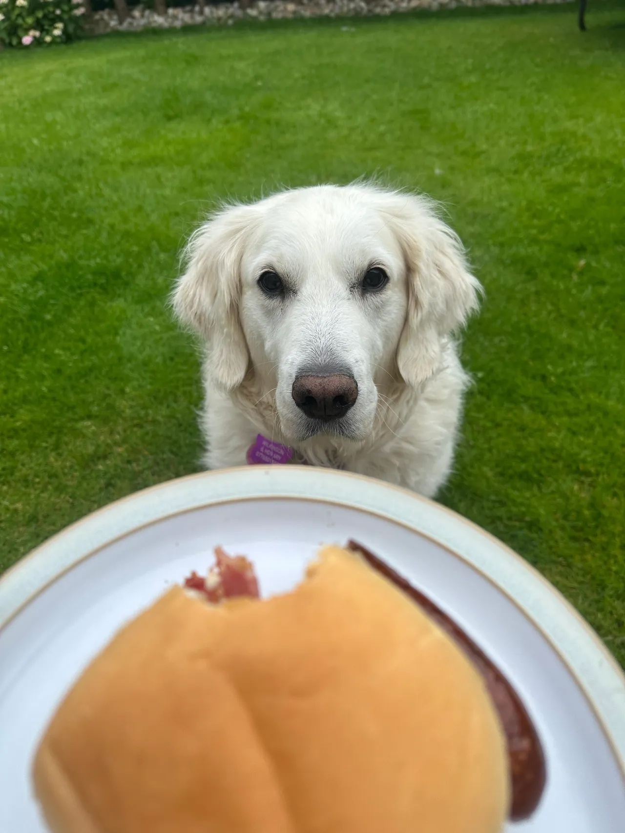 Sophie Seddon PR's dog Maisie greedily looking at her bacon sandwich on a plate.